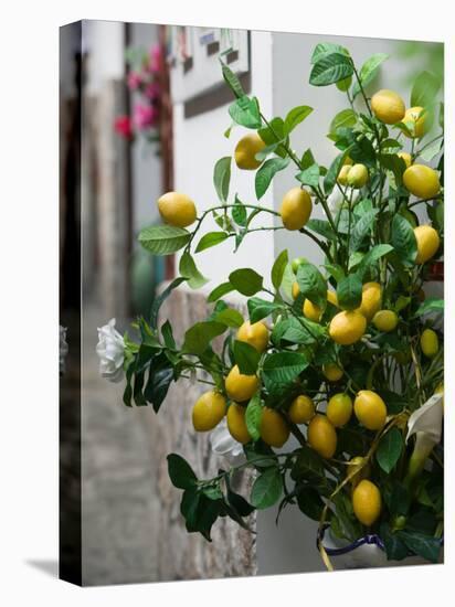 Lemons, Positano, Amalfi Coast, Campania, Italy-Walter Bibikow-Stretched Canvas