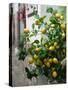 Lemons, Positano, Amalfi Coast, Campania, Italy-Walter Bibikow-Stretched Canvas