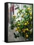 Lemons, Positano, Amalfi Coast, Campania, Italy-Walter Bibikow-Framed Stretched Canvas