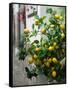 Lemons, Positano, Amalfi Coast, Campania, Italy-Walter Bibikow-Framed Stretched Canvas