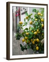 Lemons, Positano, Amalfi Coast, Campania, Italy-Walter Bibikow-Framed Premium Photographic Print