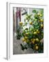 Lemons, Positano, Amalfi Coast, Campania, Italy-Walter Bibikow-Framed Premium Photographic Print