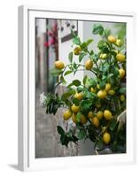 Lemons, Positano, Amalfi Coast, Campania, Italy-Walter Bibikow-Framed Premium Photographic Print