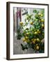 Lemons, Positano, Amalfi Coast, Campania, Italy-Walter Bibikow-Framed Premium Photographic Print