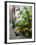 Lemons, Positano, Amalfi Coast, Campania, Italy-Walter Bibikow-Framed Premium Photographic Print