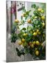 Lemons, Positano, Amalfi Coast, Campania, Italy-Walter Bibikow-Mounted Premium Photographic Print