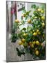 Lemons, Positano, Amalfi Coast, Campania, Italy-Walter Bibikow-Mounted Photographic Print