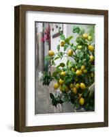 Lemons, Positano, Amalfi Coast, Campania, Italy-Walter Bibikow-Framed Photographic Print