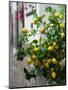 Lemons, Positano, Amalfi Coast, Campania, Italy-Walter Bibikow-Mounted Photographic Print