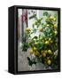 Lemons, Positano, Amalfi Coast, Campania, Italy-Walter Bibikow-Framed Stretched Canvas