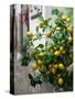 Lemons, Positano, Amalfi Coast, Campania, Italy-Walter Bibikow-Stretched Canvas