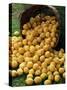 Lemons Spilling from a Basket, Lemon Festival, Menton, Provence, France-Ruth Tomlinson-Stretched Canvas