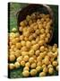 Lemons Spilling from a Basket, Lemon Festival, Menton, Provence, France-Ruth Tomlinson-Stretched Canvas