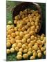 Lemons Spilling from a Basket, Lemon Festival, Menton, Provence, France-Ruth Tomlinson-Mounted Photographic Print