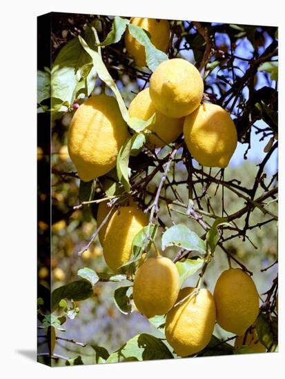 Lemons-Victor De Schwanberg-Stretched Canvas