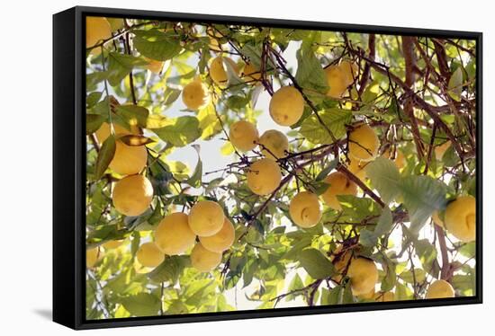 Lemons-Victor De Schwanberg-Framed Stretched Canvas