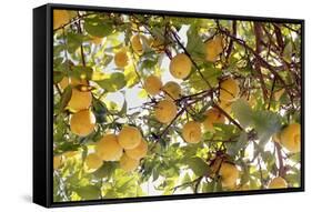 Lemons-Victor De Schwanberg-Framed Stretched Canvas