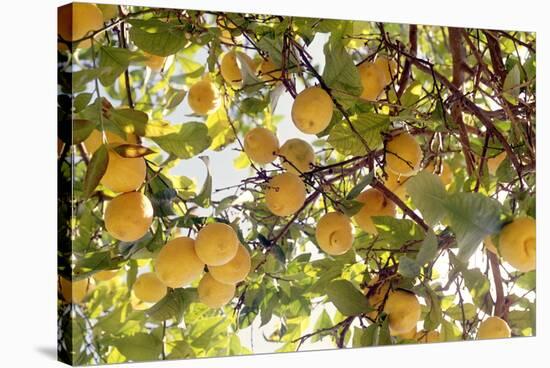 Lemons-Victor De Schwanberg-Stretched Canvas