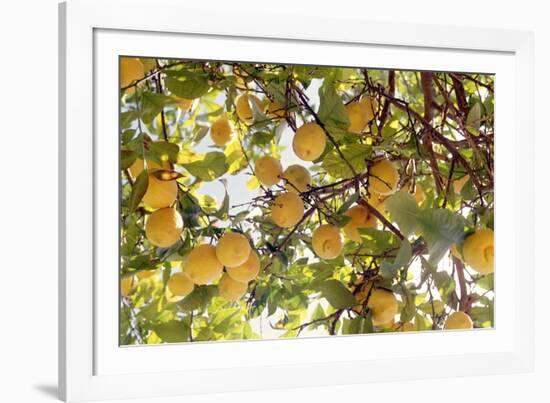 Lemons-Victor De Schwanberg-Framed Photographic Print