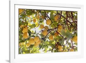 Lemons-Victor De Schwanberg-Framed Photographic Print