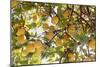 Lemons-Victor De Schwanberg-Mounted Photographic Print