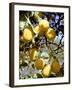 Lemons-Victor De Schwanberg-Framed Photographic Print