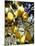 Lemons-Victor De Schwanberg-Mounted Photographic Print