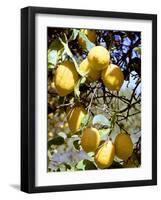 Lemons-Victor De Schwanberg-Framed Photographic Print