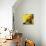 Lemons-null-Stretched Canvas displayed on a wall