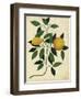 Lemons-Susan Ball-Framed Art Print