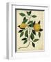 Lemons-Susan Ball-Framed Art Print