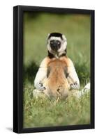 Lemur in Meditative Position-null-Framed Poster