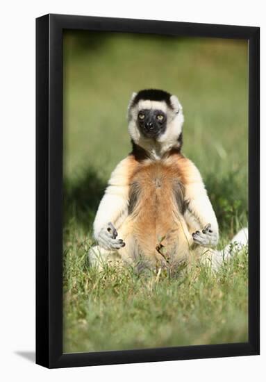 Lemur in Meditative Position-null-Framed Poster