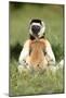 Lemur in Meditative Position-null-Mounted Poster