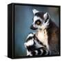Lemur Kata (Lemur Catta)-l i g h t p o e t-Framed Stretched Canvas