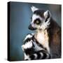 Lemur Kata (Lemur Catta)-l i g h t p o e t-Stretched Canvas