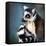 Lemur Kata (Lemur Catta)-l i g h t p o e t-Framed Stretched Canvas
