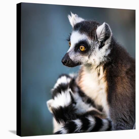 Lemur Kata (Lemur Catta)-l i g h t p o e t-Stretched Canvas