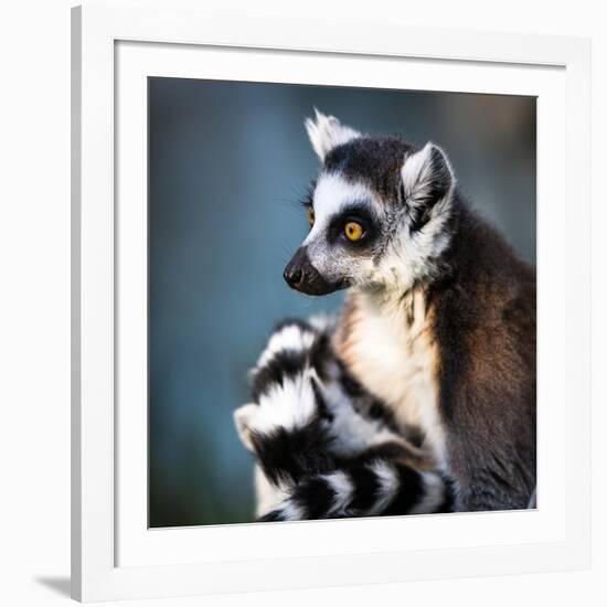 Lemur Kata (Lemur Catta)-l i g h t p o e t-Framed Photographic Print