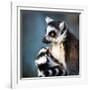 Lemur Kata (Lemur Catta)-l i g h t p o e t-Framed Photographic Print