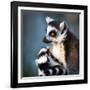 Lemur Kata (Lemur Catta)-l i g h t p o e t-Framed Photographic Print