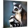 Lemur Kata (Lemur Catta)-l i g h t p o e t-Mounted Photographic Print