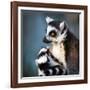 Lemur Kata (Lemur Catta)-l i g h t p o e t-Framed Photographic Print