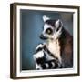 Lemur Kata (Lemur Catta)-l i g h t p o e t-Framed Photographic Print