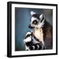 Lemur Kata (Lemur Catta)-l i g h t p o e t-Framed Photographic Print