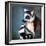 Lemur Kata (Lemur Catta)-l i g h t p o e t-Framed Photographic Print