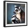 Lemur Kata (Lemur Catta)-l i g h t p o e t-Framed Photographic Print