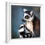 Lemur Kata (Lemur Catta)-l i g h t p o e t-Framed Photographic Print