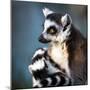 Lemur Kata (Lemur Catta)-l i g h t p o e t-Mounted Photographic Print