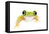 Lemur Leaf Frog (Hylomantis Lemur) Captive, Occurs in Central and South America-Edwin Giesbers-Framed Stretched Canvas